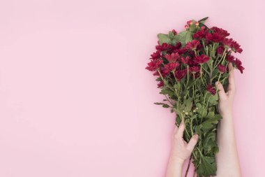 Kadının elleri pembe arka planda yeşil yaprakları ile kırmızı çiçekler tutun. Düz yatıyordu, üstten bak. Çiçek arka planı. Metninizi ekleme.