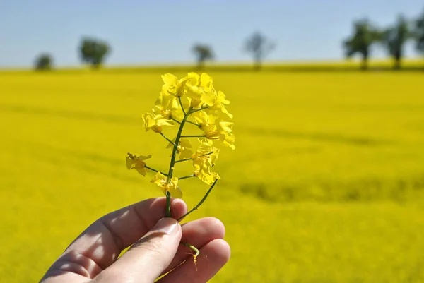 Flor Colza Con Fondo Cielo Azul — Foto de Stock