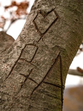 Ağaç üzerinde sevgi kanıtı