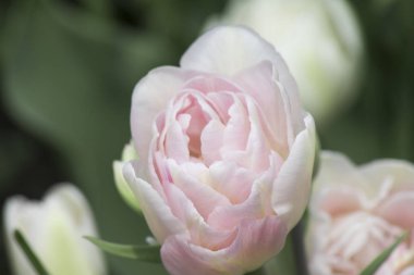 Nazik Terry lale Foxtrot yeşil yapraklı bir arka planda