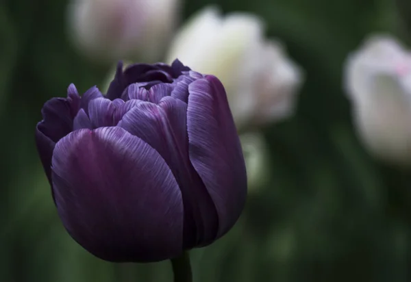 Фиолетовый Тюльпан Фоне Зеленой Листвы Весеннем Саду Фестивале Тюльпанов — стоковое фото