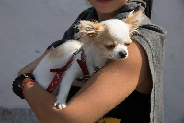 Bir yaka ve kira kontratı metresi elinde küçük bir tüylü köpek yavrusu kelebek
