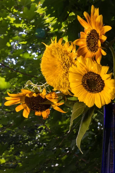 Ein Halber Strauß Sonnenblumen Einer Blauen Glasvase Auf Der Straße — Stockfoto