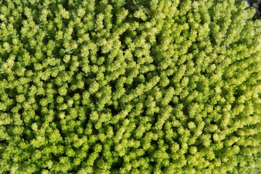 doğal bahçedeki, zemin örtüsü yeşil bitki yeşil çatı, Bahçe, çiçek kompozisyon, arka plan, ekolojik projeler için,