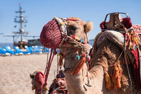camel, decorated with brushes and ornaments in national style