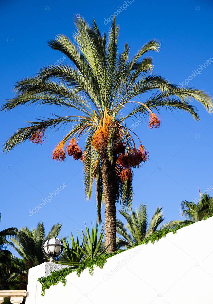 date palm tree with ripe dates on the hotel terrace next to a round shape lamp on the seashore