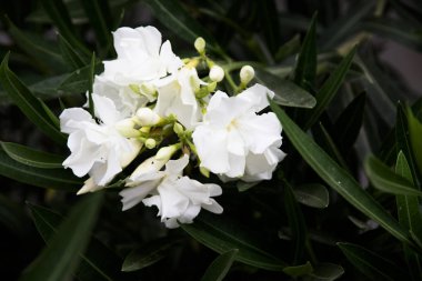 Zakkum dal yaz aylarında beyaz terry çiçek