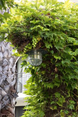Retro fener bulanık perdeleri bir budalanın penceresindeki bir bahçede bir palmiye ağacı yakınındaki yabani üzüm bir kemer. Çalılıkları yabani üzüm yeşil yaprakların şık fener