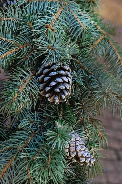 Branches Blue Christmas Tree Cones Christmas Decoration Street Afternoon Cones — Stock Photo, Image