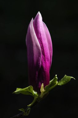 Mor Lila Manolya bud