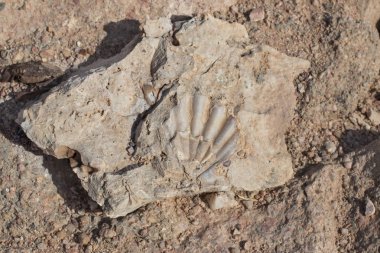 Fossilium bir antik taşlaşmış inci kabuğu