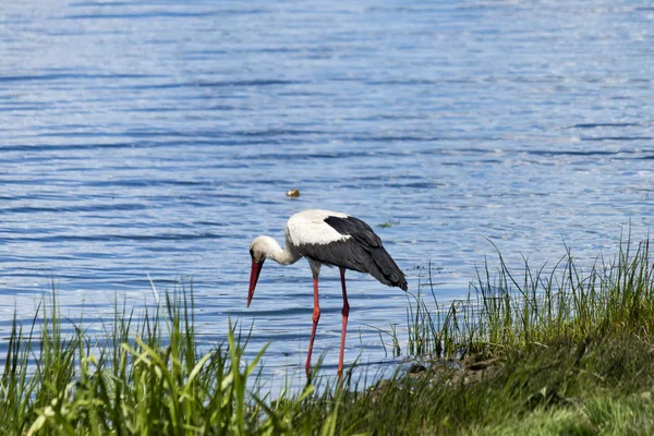 White stork är på jakt på flodstranden — Stockfoto