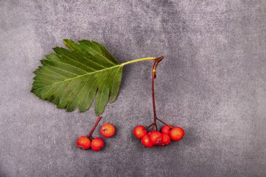 kırmızı çilek ve yaprakları ile dal
