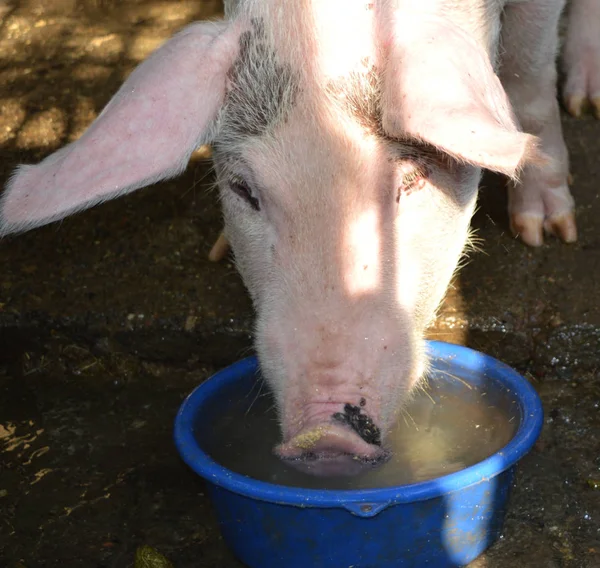 Schwein Auf Dem Bauernhof — Stockfoto
