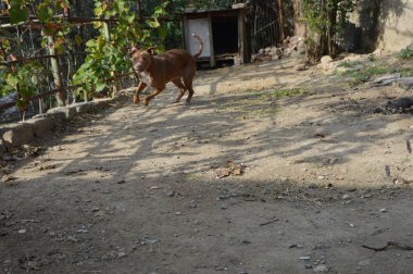 Ormandaki genç kedi.