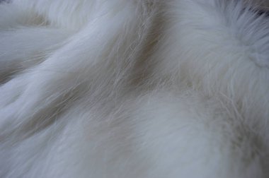 Beyaz tüylü kürk dokusu, kapat.