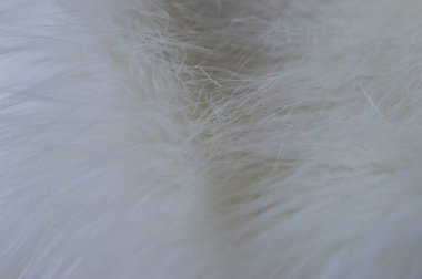 Beyaz tüylü kürk dokusu, kapat.