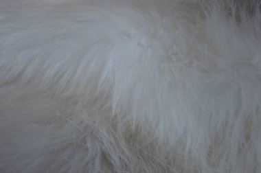 Beyaz tüylü kürk dokusu, kapat.