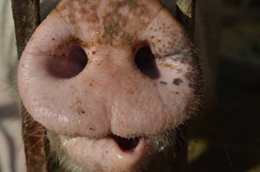 Maskeli bir kadının yüzünü kapatın.