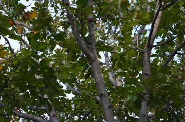 Ormandaki bir ağacın yeşil yaprakları