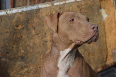 Şirin bir köpeğin yakın plan fotoğrafı.