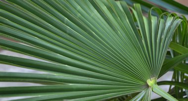 hurma ağaçlarının yeşil yaprakları