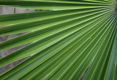 yeşil yapraklar arka plan, tropikal bitki örtüsü