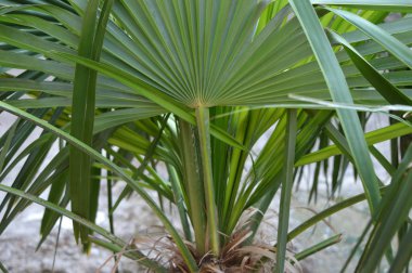 Bahçedeki bir bitkinin yeşil yaprakları