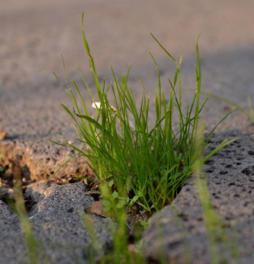 Çiy damlalı taze çimenler. Çimen pankartı. Yeşil çimen.
