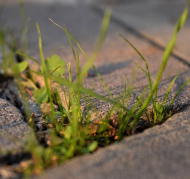 Çiy damlalı taze çimenler. Çimen pankartı. Yeşil çimen.