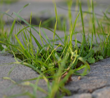Çiy damlalı taze çimenler. Çimen pankartı. Yeşil çimen.