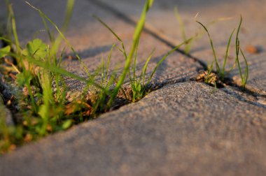 Çiy damlalı taze çimenler. Çimen pankartı. Yeşil çimen.