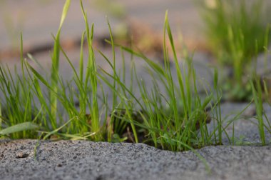 Çiy damlalı taze çimenler. Çimen pankartı. Yeşil çimen.