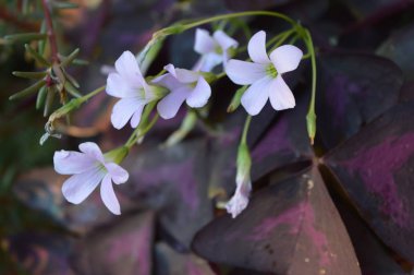 Güzel botanik fotoğrafı, doğal duvar kağıdı.