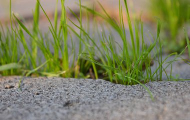 Çiy damlalı taze çimenler. Çimen pankartı. Yeşil çimen.