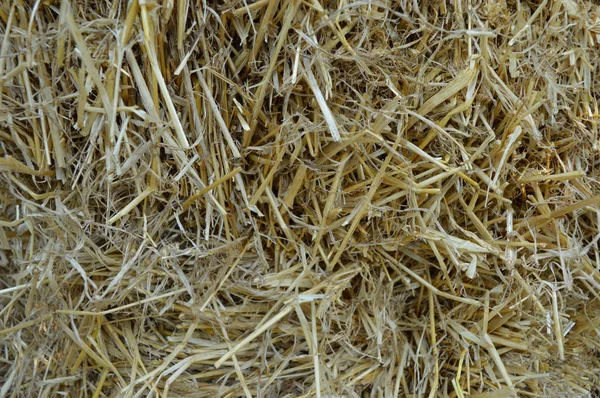 Close Dry Hay Texture Background — Stock Photo, Image