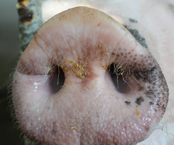 Nahaufnahme Einer Weißen Naus — Stockfoto