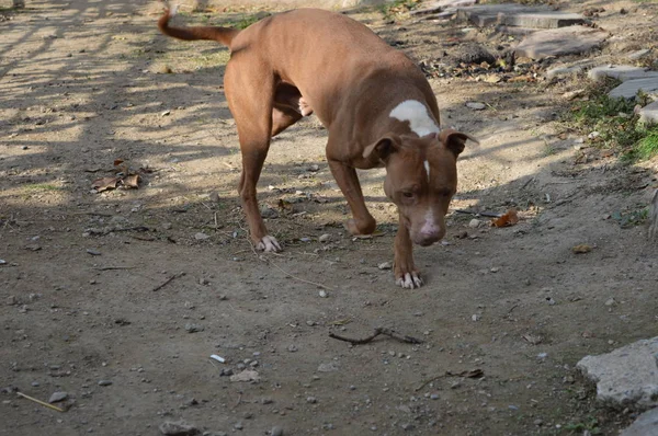 Cane Nel Parco — Foto Stock