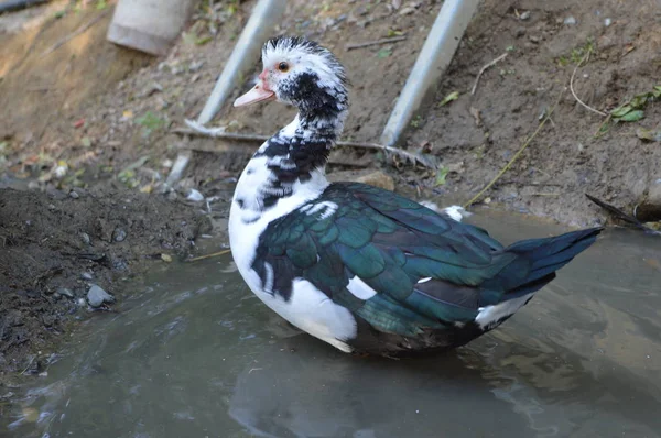 Een Close Shot Van Een Witte Gans Een Vijver — Stockfoto