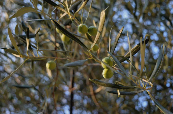 Гілка Оливкового Дерева Зеленим Листям — стокове фото