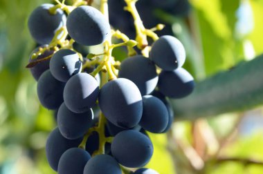 Yapraklı üzüm. Islak meyve. Tam alan derinliği. Fresh Fruit Market 'te Taze Meyve Brunch Yeşilüzümleri Georgia Seyahat Arkaplanı