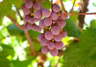 Yapraklı üzüm. Islak meyve. Tam alan derinliği. Fresh Fruit Market 'te Taze Meyve Brunch Yeşilüzümleri Georgia Seyahat Arkaplanı