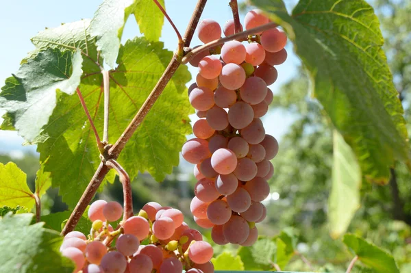 Grape Leaves Wet Fruit Full Depth Field Fresh Fruit Brunch — Stock Photo, Image