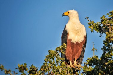 Afrika balık Eagle yaban hayatı Kenya yakın