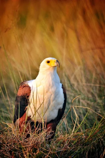 African Fish Eagle Wildlife Kenya Gros Plan — Photo