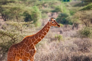 Zürafa, reticulated zürafa zürafa reticulata, Kenya, Afrika, Artiodactyla sipariş, Giraffidae aile