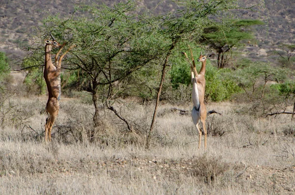 Erkek Gerenuk Litocranius Walleri Ayakta Hind Ayakları Tarama National Reserve — Stok fotoğraf