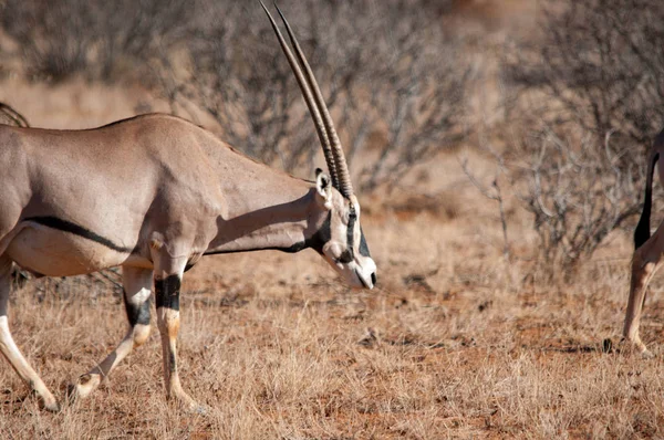 Gemsbok Natuurlijke Habitat Wildlife Kenia Afrika — Stockfoto