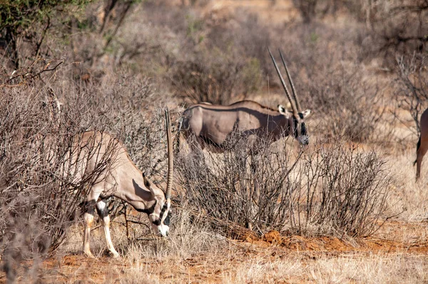 Gemsbok Hábitat Natural Vida Silvestre Kenia África —  Fotos de Stock