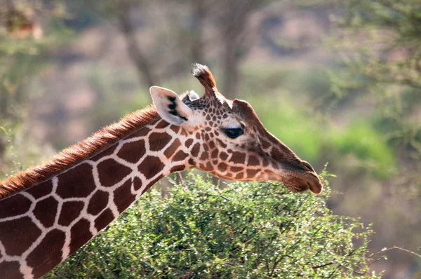 Jirafa Reticulada Jirafa Camelopardalis Reticulata Kenia África Orden Artiodactyla Familia — Foto de Stock